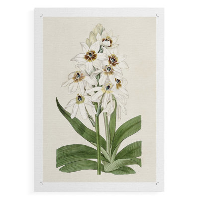 Flore Albo I -Canvas Print Only - NOT FRAMED