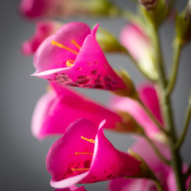 Foxglove Arrangement, Rose foncé