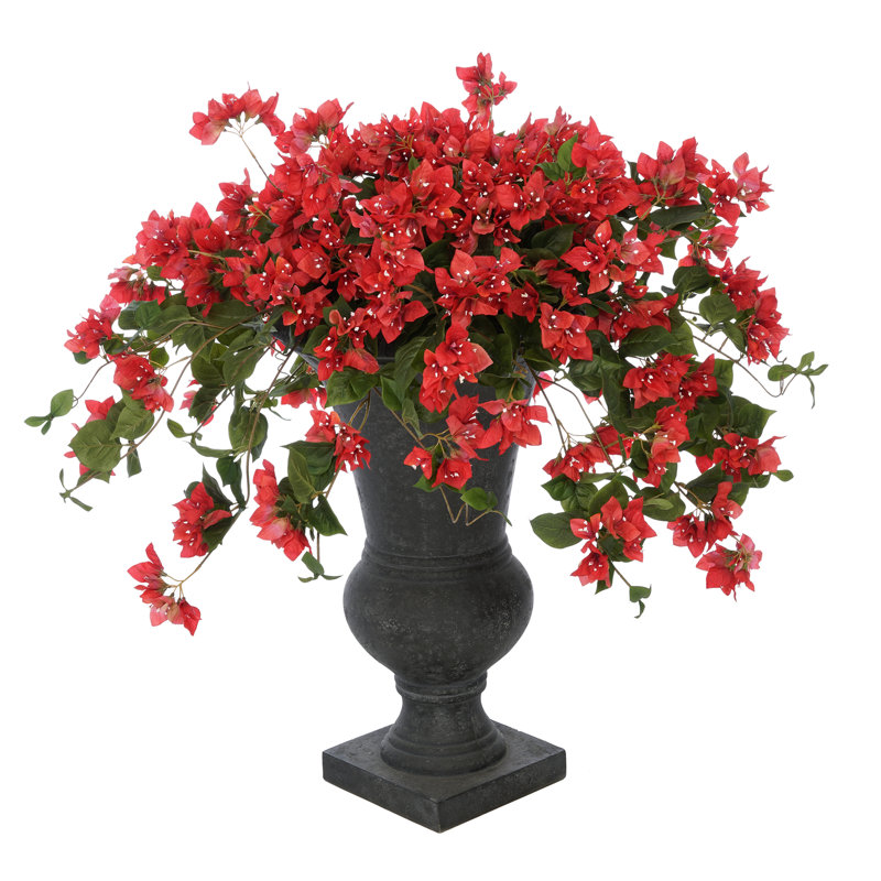 Plante florale de plancher en urn bougainvillea, Rouge, Gris