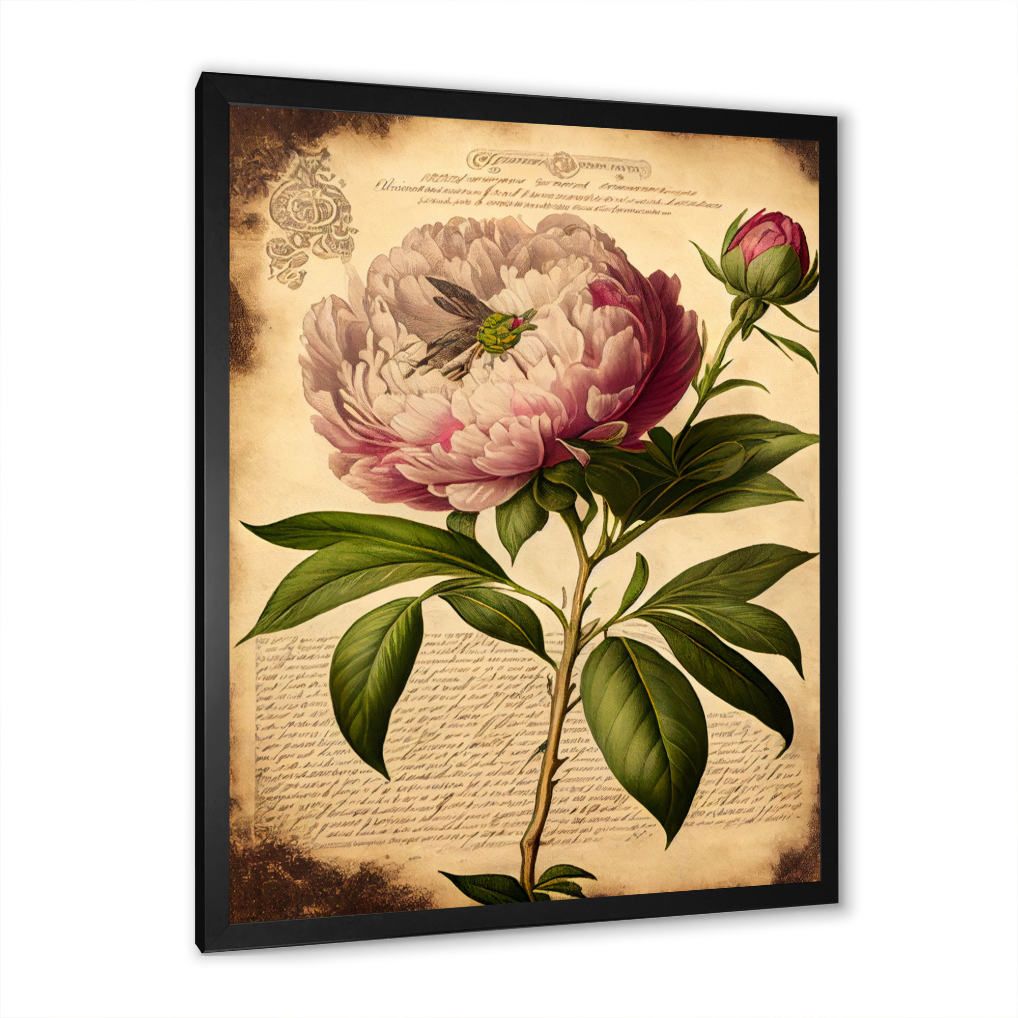 Ophelia & Co. Vintage Pink And White Peony IV Vintage Pink And White ...
