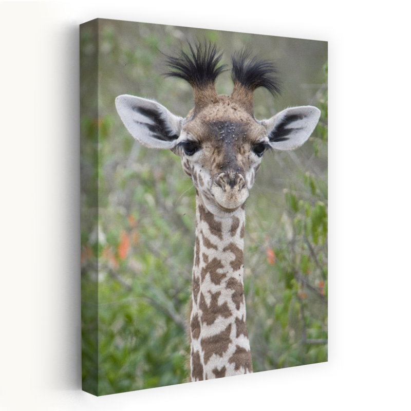 Gros plan d'une petite girafe, Giraffa Camélopardalis, Tanzanie, art contemporain, H 60 po x l 40 po