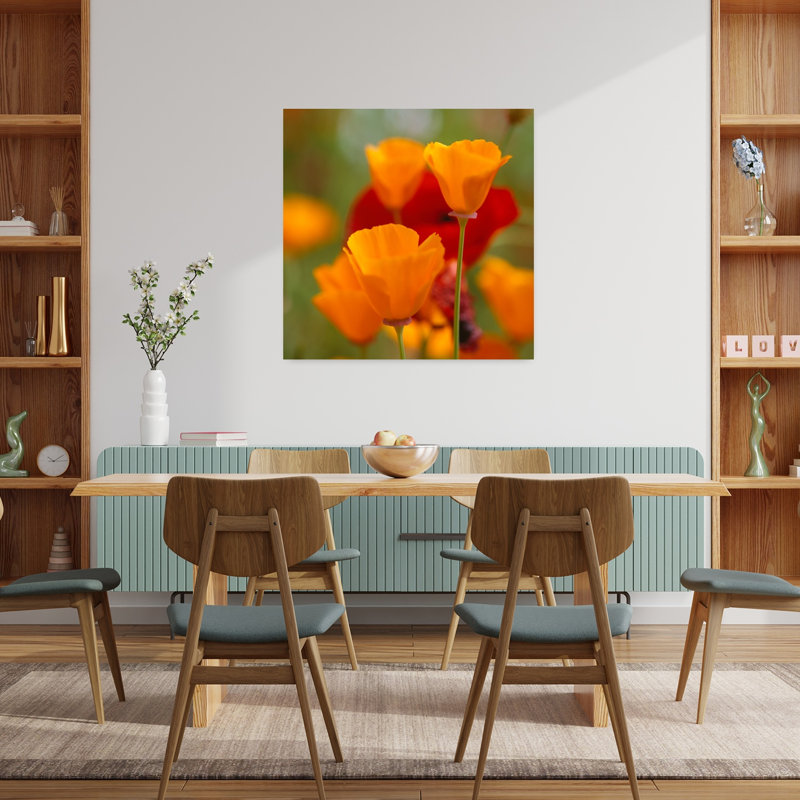 California Golden Poppies Eschscholzia californica and Corn Poppies Papaver rhoeas in a field Fidalgo Island Washington State USA 1 Piece Wrapped Canvas Wall Art