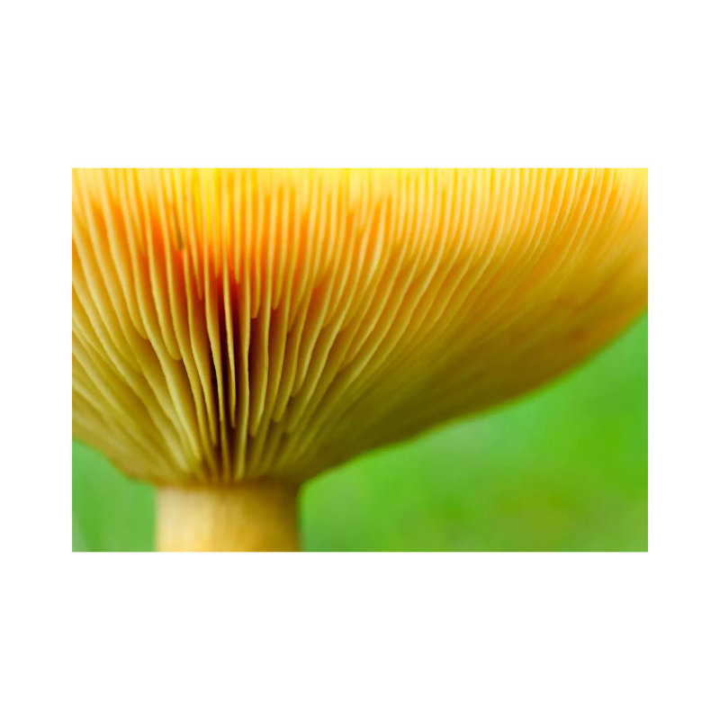 Fenugreek Milk Cap Bottom Of Fenugreek Milkcap Cap, Haute-Savoie, France by Andre Gilden - Wrapped Canvas Print
