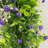 6' Artificial Eucalyptus Garland With Purple Gypsophila