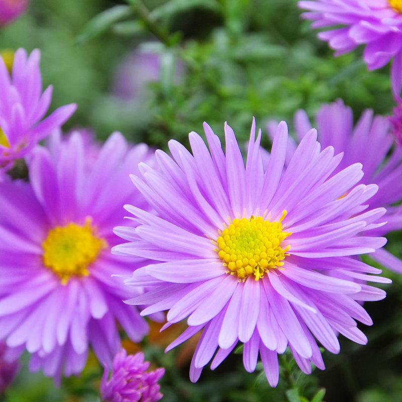 Danet Aster Novi Of Belgium - Photographie sur toile tendue, H 36 po x l 36 po