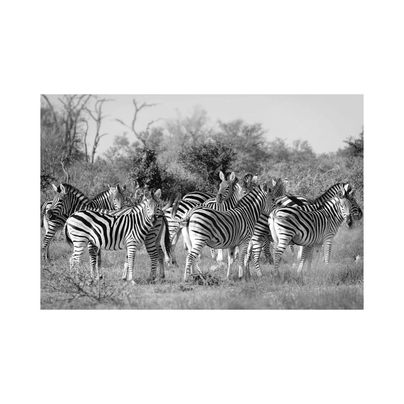 Zebras by MScottPhotography - Wrapped Canvas Print, 66.04 cm H x 45.72 cm W x 1.91 cm D