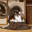  Tapis lavable Cane Corso-252527922