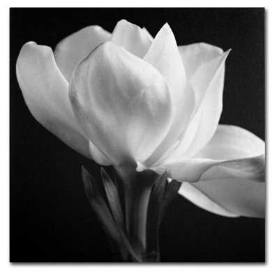 " Wrapped Canvas Wall Art - Michael Harrison 'Gardenia' Wall Art For Living Room, Bedroom, Or Office Décor - 18x18 " by Michael Harrison