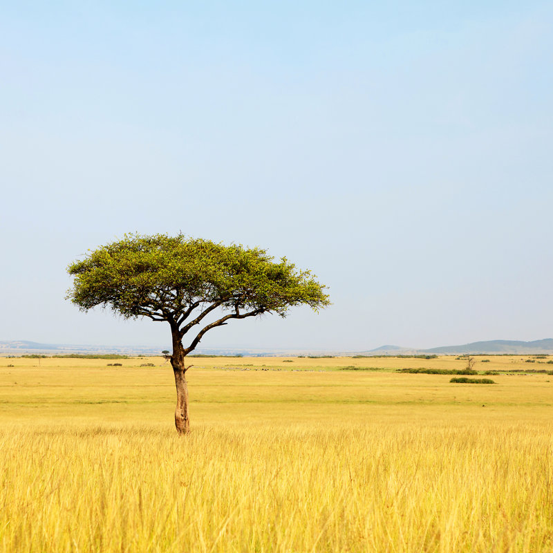 Acacia Tree In Africa by Sannie32 - Wrapped Canvas Print, 30.48cm H x 30.48cm W