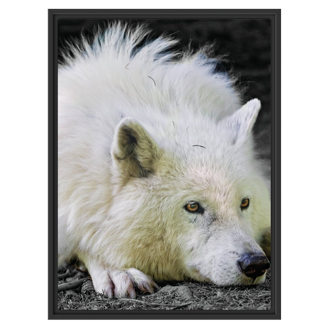 Gerahmtes Wandbild ruhender Polarwolf