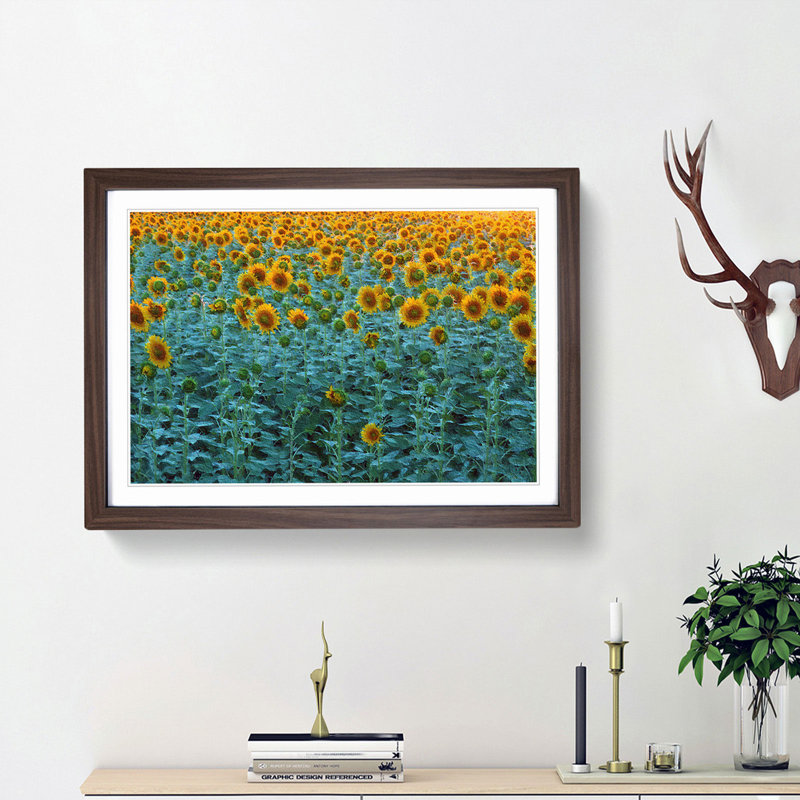 Sunflowers Soon to Bloom - Picture Frame Painting Print, 48cm H x 65cm W x 2cm D, Walnut Framed