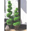 Faux Topiary in Planter-93622446-112376026