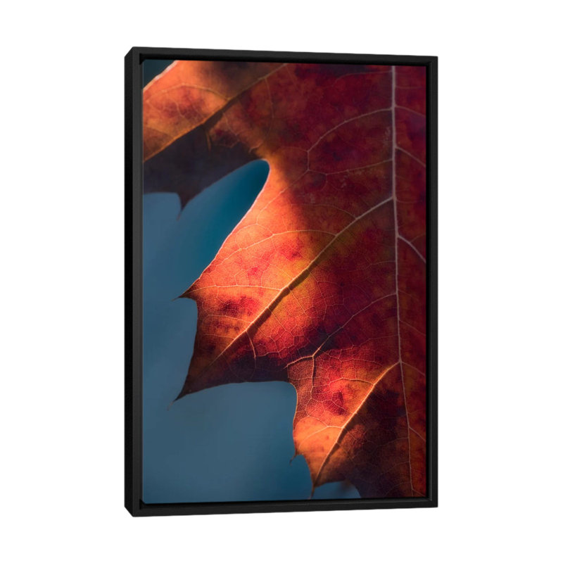 Autumn Sweetness by Philippe Sainte-Laudy - Print on Canvas, 101.6 cm H x 66.04 cm W, Black Framed