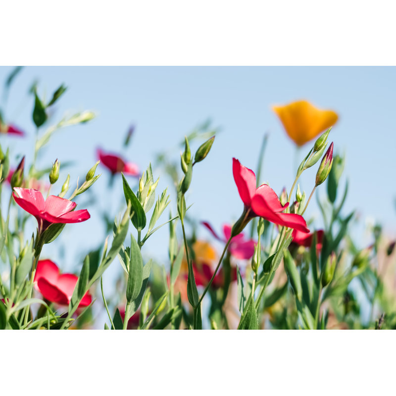 Flowers by Tatiana Buzmakova - Wrapped Canvas Print, 30cm H x 46cm W
