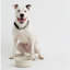 Petsware Dog Bowls-56471318-56471314