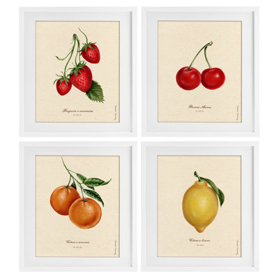 «Vintage Fruit Portraits», ensemble de 4 impressions encadrées sous verre, design par Danielle Murray
