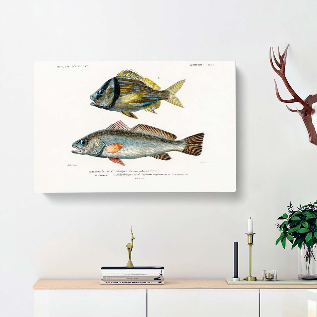 Fish Illustrations PL.5 by Charles D Orbigny - Wrapped Canvas