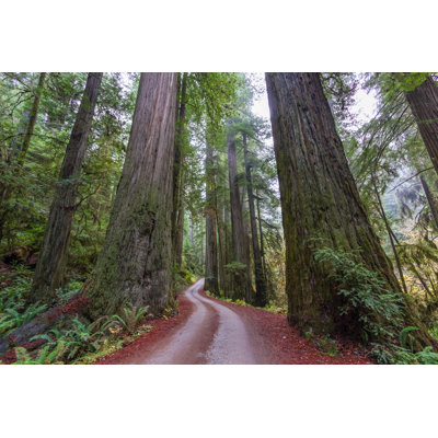 Giant Coastal Redwoods - Wrapped Canvas Print