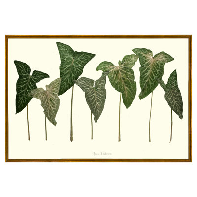 Arum Italicum Garden Print by Sandy Whitaker