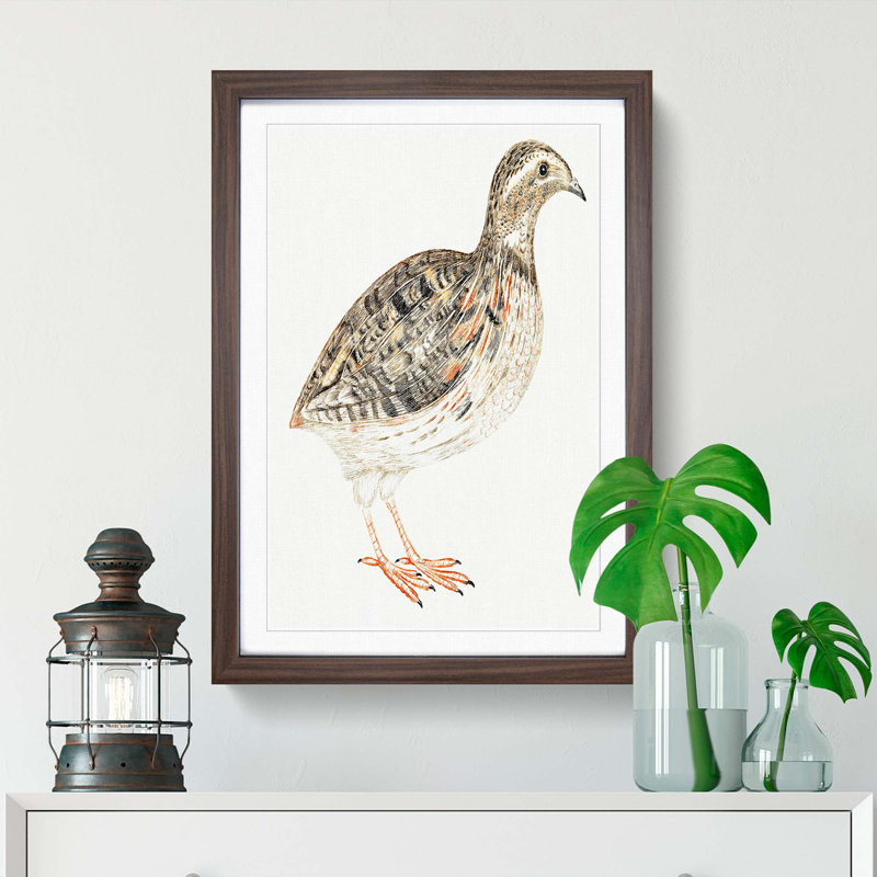 A Quail by Johan Teyler - Single Picture Frame Painting, Walnut Framed, 63cm H x 45cm W x 2cm D