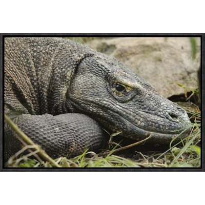 " Komodo Dragon, Nusa Tenggara, Indonesia "