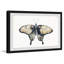 Cream Coloured Wings - Single Picture Frame Print-2042491800