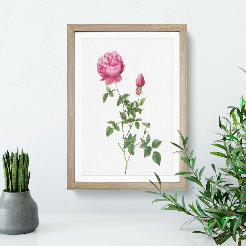 Autumn China Rose in Pink by Pierre-Joseph Redoute - Framed Print, 45cm H x 33cm W x 2cm D, Oak Framed
