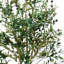 Olive-Olive