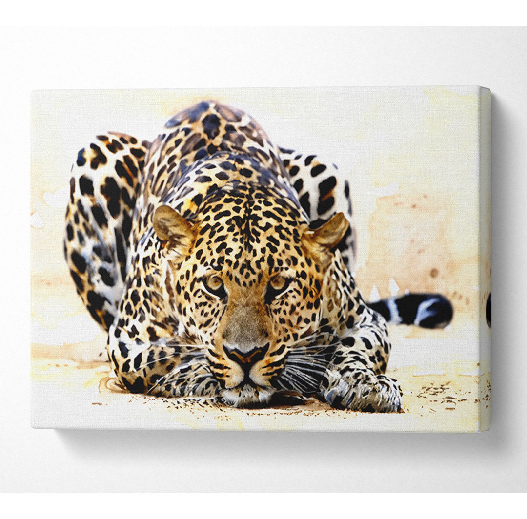 Leopard Staring - Druck