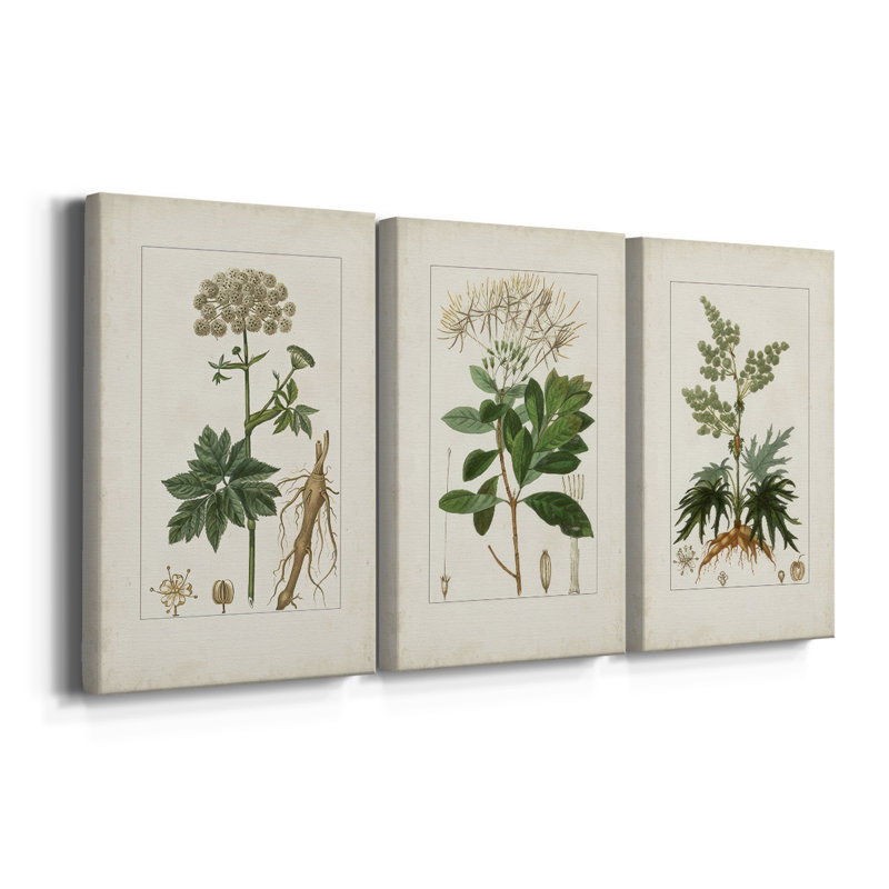Antique Turpin Botanical I - toile tendue avec châssis sur mesure - 3 pièces, H 48 po x l 96 po
