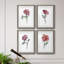 Watercolor Floral Contour I - ensemble de 4 peintures encadrées-2043580269-2043580267