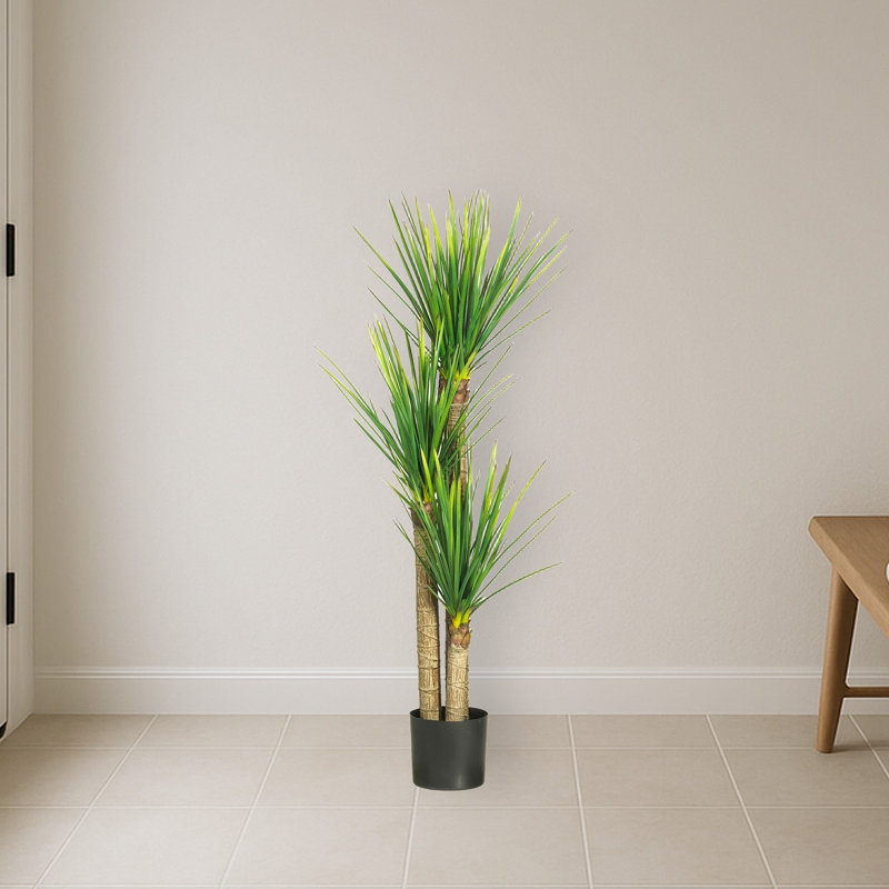 Yucca Tree with Lush Green Leaves