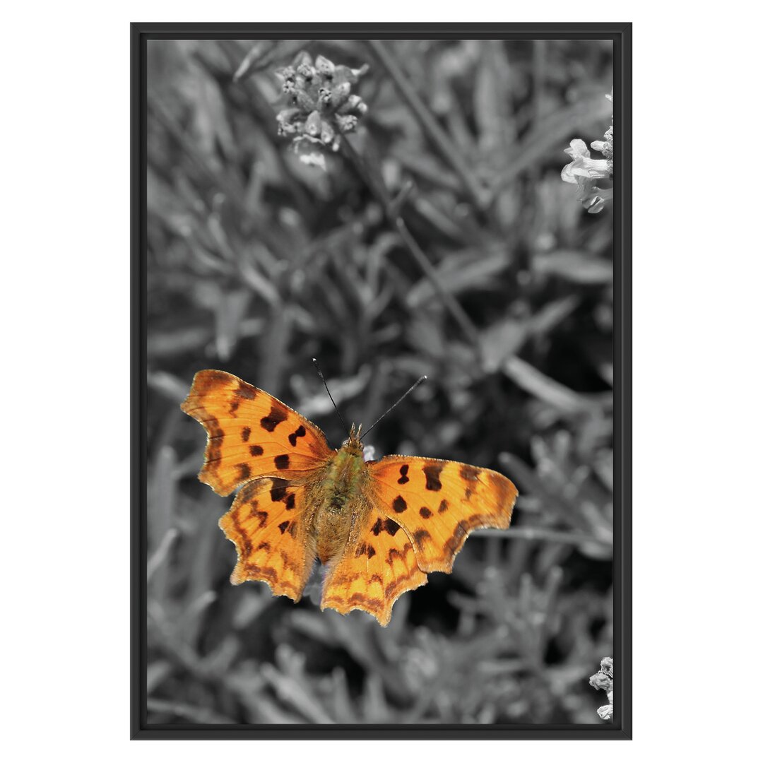 Gerahmtes Wandbild Schmetterling auf Blumenwiese