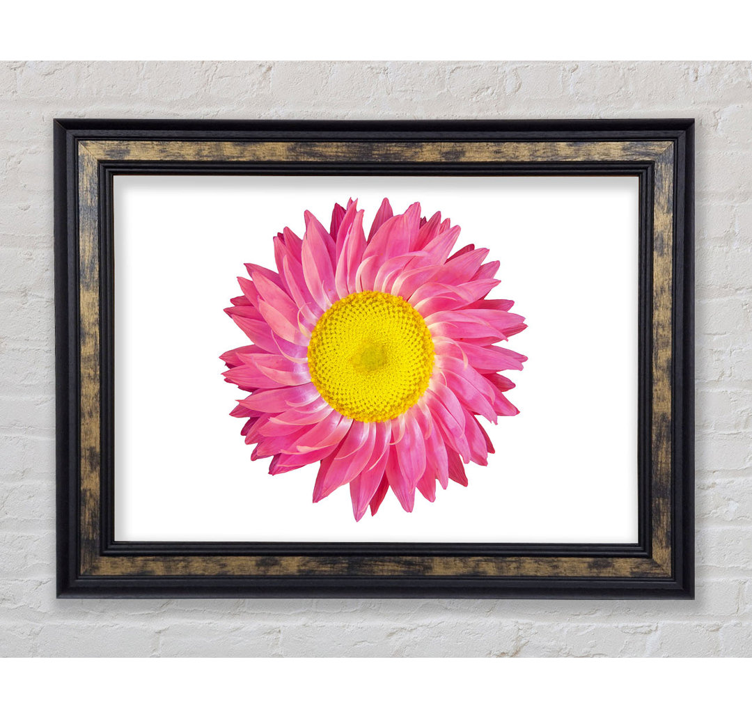 Pink Daisy Twist - Einzelner Bilderrahmen Kunstdrucke