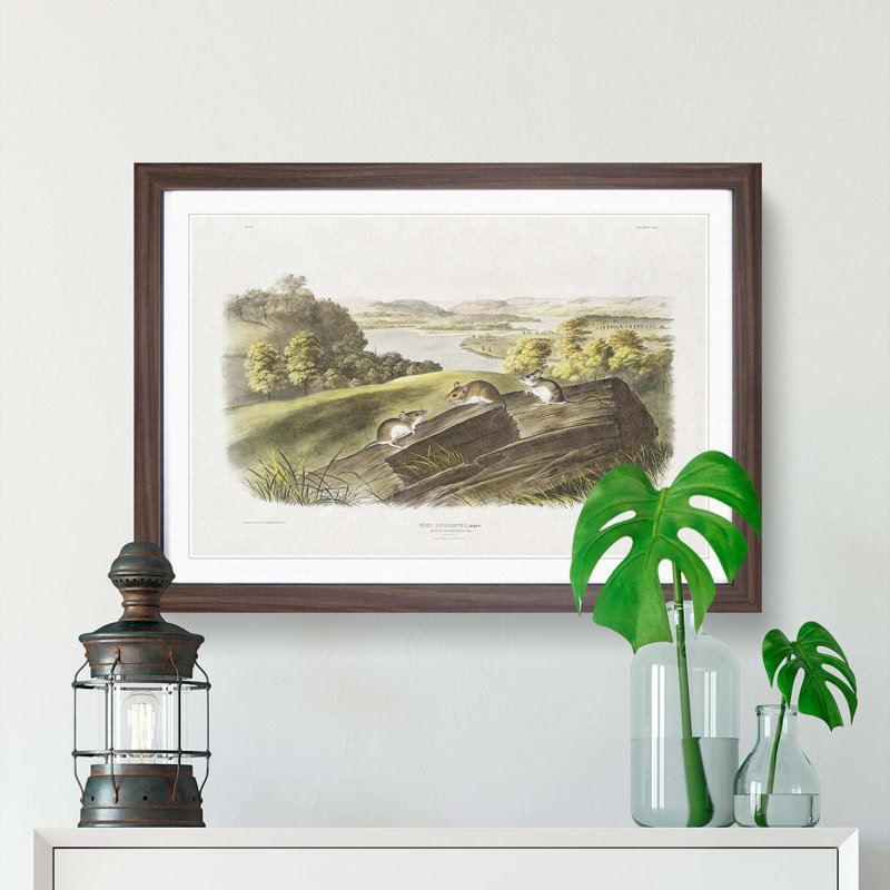 White-Footed Mice by J.W. Audubon - Picture Frame Painting Print, Walnut Framed, 48cm H x 65cm W x 2cm D
