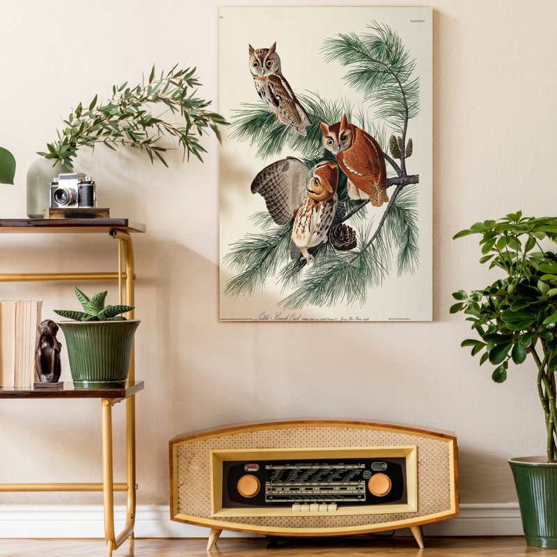 Pl 97 Little Screech Owl - impression sur toile tendue, H 27 po x l 18 po x P 1 po