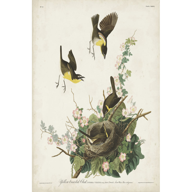 Pl 137 Yellow-Breasted Chat by John Audubon - Wrapped Canvas Painting, 91cm H x 61cm W
