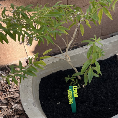 Herb Seed & Plant Markers - Indoor/outdoor Herb Garden Stakes - Elegant Herb Plant/seed Labels - Durable Plant Tags For Pots - Classy Design For Farmhouse/greenhouse – Individual Sticks  - Lemon Verbena