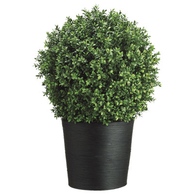 Topiaire buis en pot