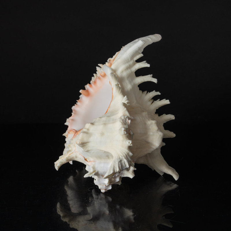 Genuine Ramose Murex Shell (2.5 Lbs)