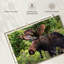 Orignal Brampt Wild Bull-107875342