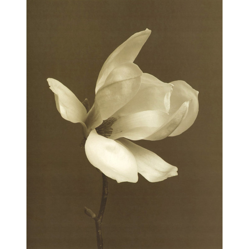 Fleur de magnolia blanc, H 24 po x l 19 po