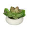 Jardinière avec succulent Echeveria artificielle-1784039847-1784032528