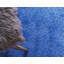 Tapis bleu Sybil-40286955