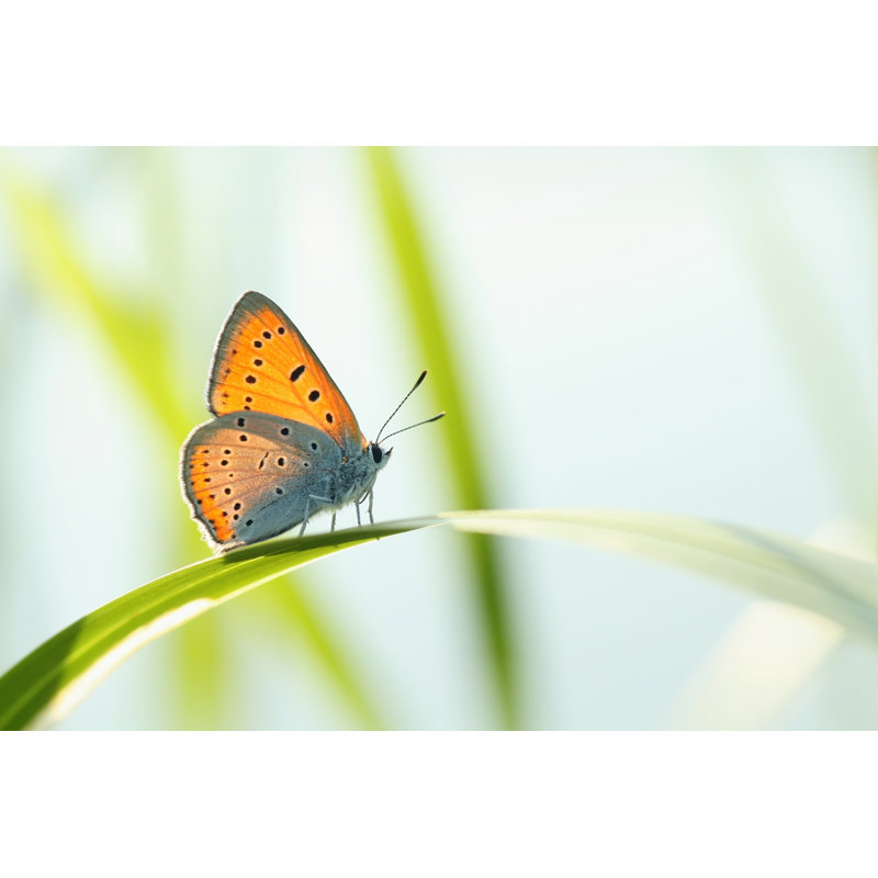 Closeup Of A Butterfly by Aniszewski - Wrapped Canvas Print, 61cm H x 91cm W