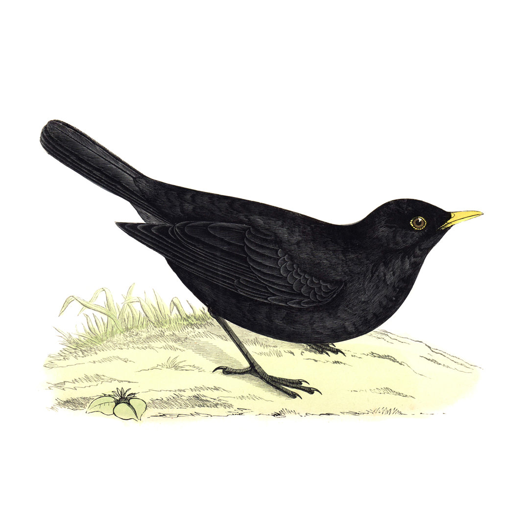 Amsel - Handkolorierte Gravur