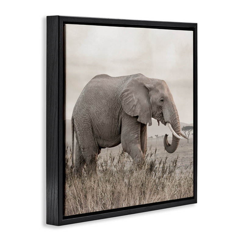 Éléphant se promenant dans la savane, Cadre flottant noir de jais, H 18 po x l 18 po