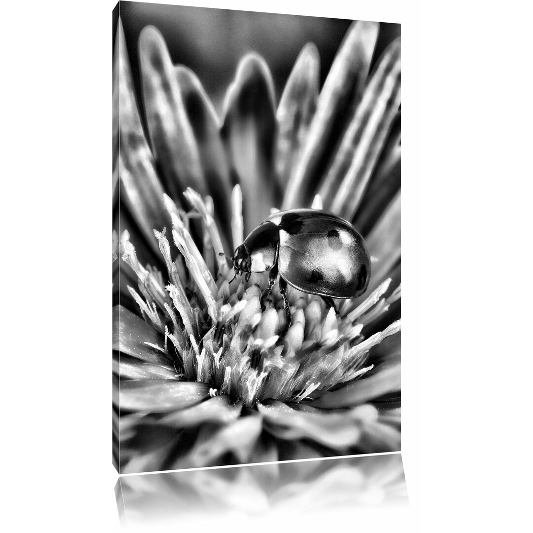 Leinwandbild Marienkäfer auf Blume in Monochrom