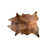 Medium Brindle