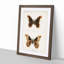 Promethea Silk-Moth by S.F. Denton - Picture Frame Painting Print-55601814-55601815